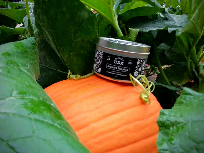 Haunted Pumpkin candle sitting on top of a ripe orange pumpkin, both of which are peeking out from behind some giant leaves in an overgrown pumpkin patch.